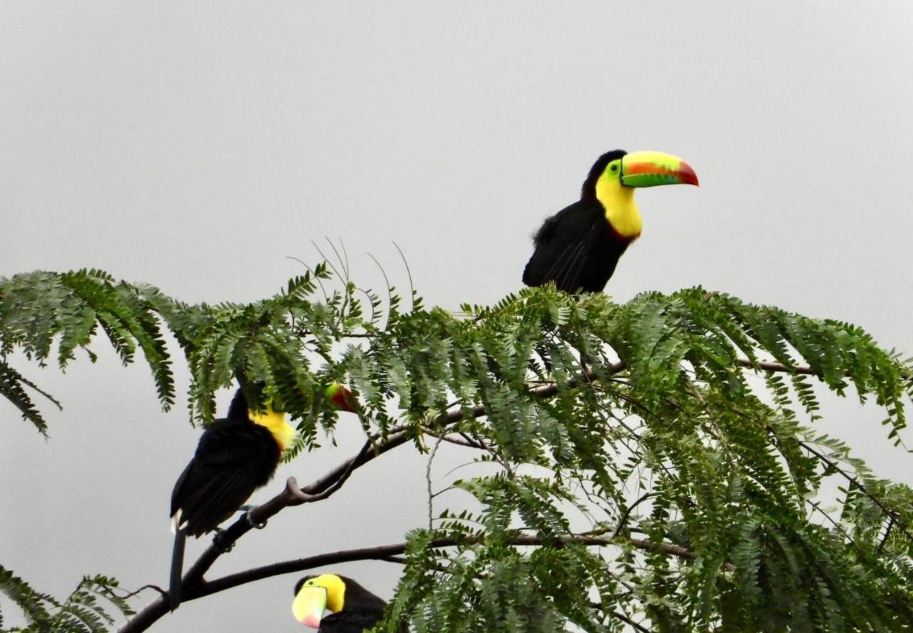 The Valley Tayrona Hostel- A Social Jungle Hostel El Zaino Luaran gambar
