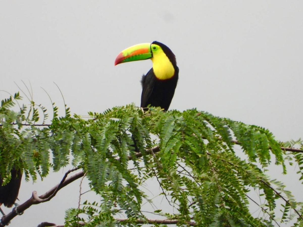 The Valley Tayrona Hostel- A Social Jungle Hostel El Zaino Luaran gambar