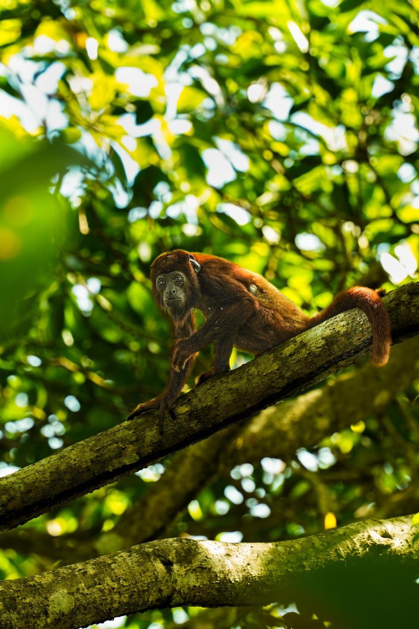 The Valley Tayrona Hostel- A Social Jungle Hostel El Zaino Luaran gambar